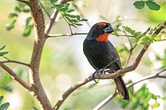 Greater Antillean Bullfinch